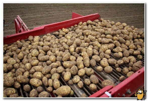 harvesting Yanka potatoes