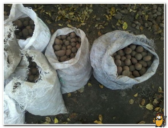 storage of fodder potatoes