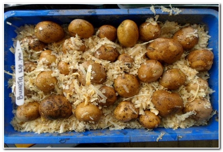 sprouting potatoes in sawdust