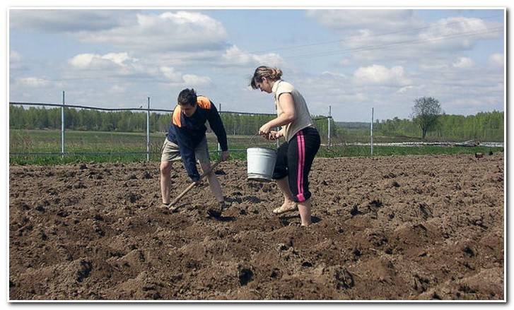 planting Romano potatoes