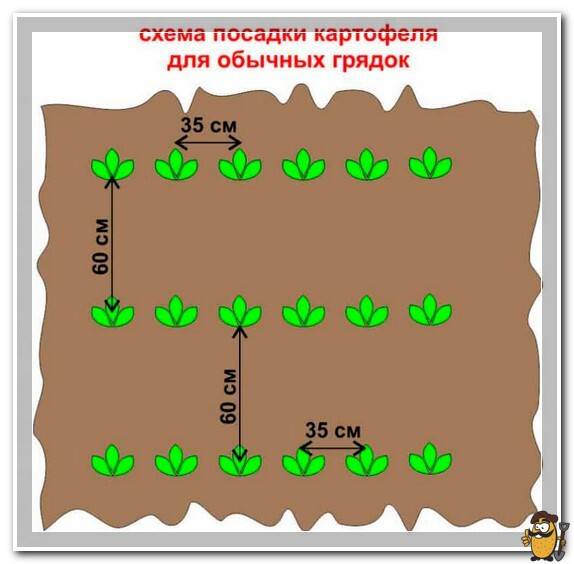 Potatoes Zhukovsky care how to grow