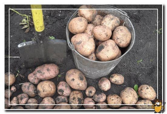 picking potatoes Zhukovsky