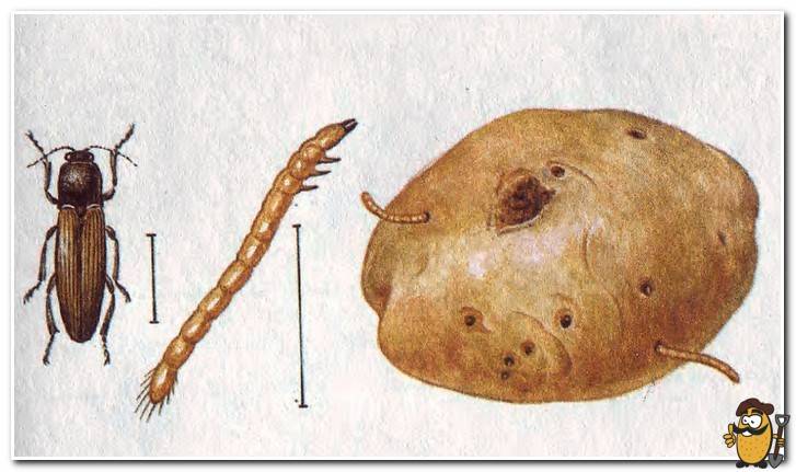 wireworm on potatoes