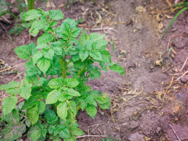 Potato variety Zhukovsky early: characteristics and description, planting and care