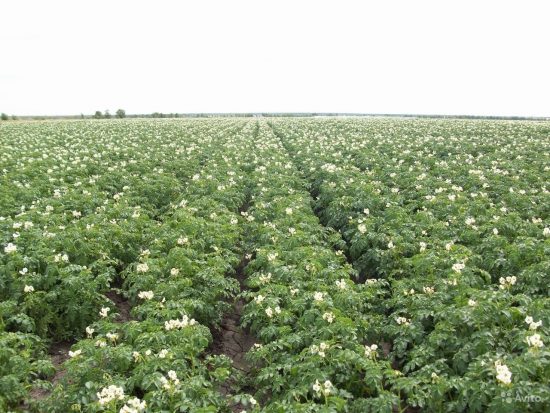 Do I need to pick flowers from potatoes: why do they do it