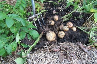 How to grow potatoes under straw or hay: growing technology
