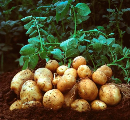 Potatoes have high tops: the reason for what to do, is it possible to trim