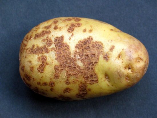 Potato Breeze: description and characteristics, reviews