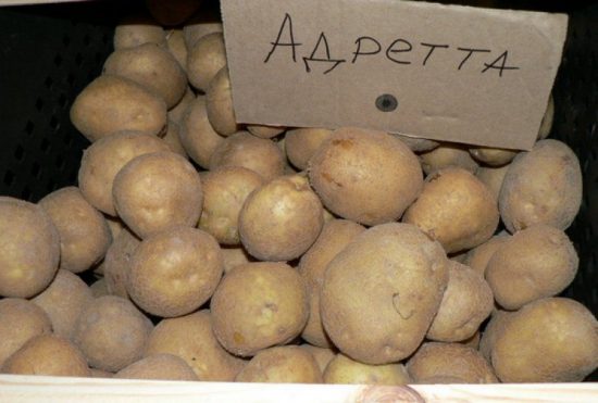 Potato Alternaria: Description, Causes, Control Measures and Treatment Methods