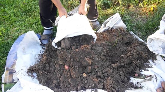 The technology of growing potatoes in bags: step by step instructions, tips