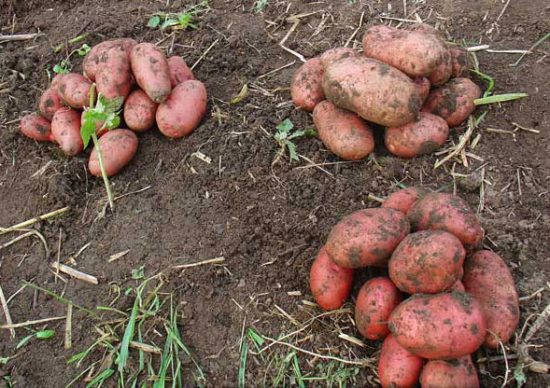 Potato variety Rosara: description with photo, characteristics, reviews