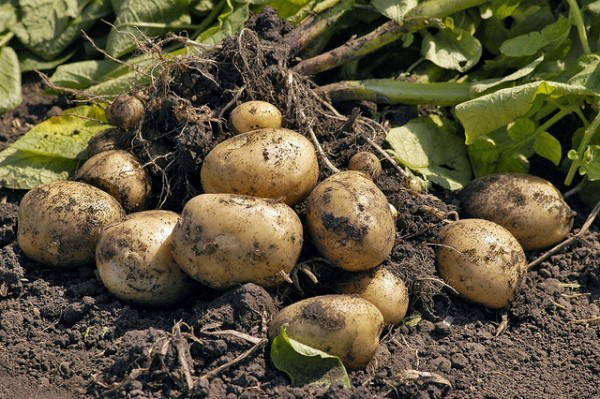 Planting potatoes: we calculate favorable days according to the lunar calendar in 2021