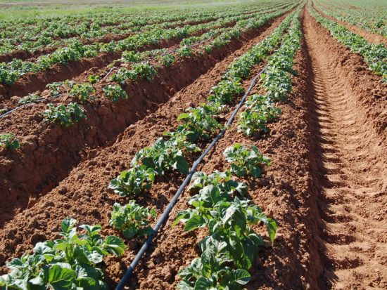 Watering potatoes in the open field: terms, useful tips