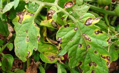 Potato diseases: a description of how to deal with them