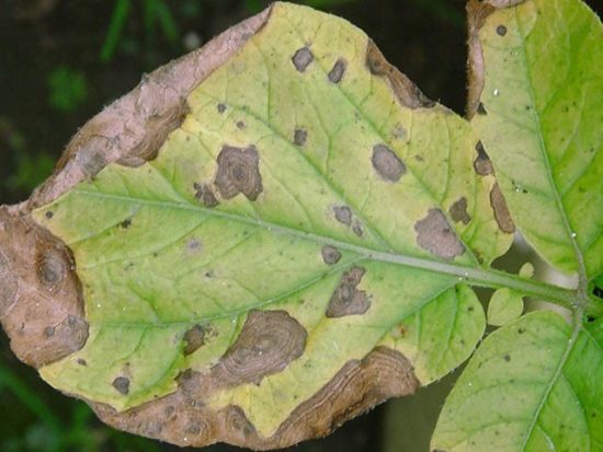 Potato diseases: a description of how to deal with them