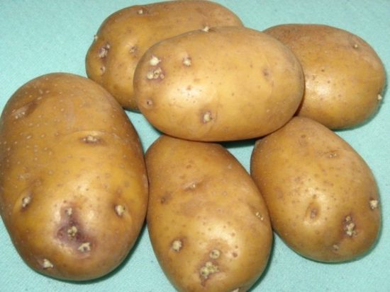 sprouted potatoes Zhukovsky early