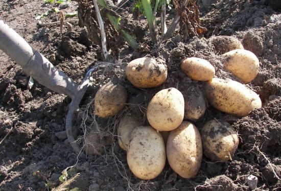 When to dig potatoes after flowering: timing, recommendations