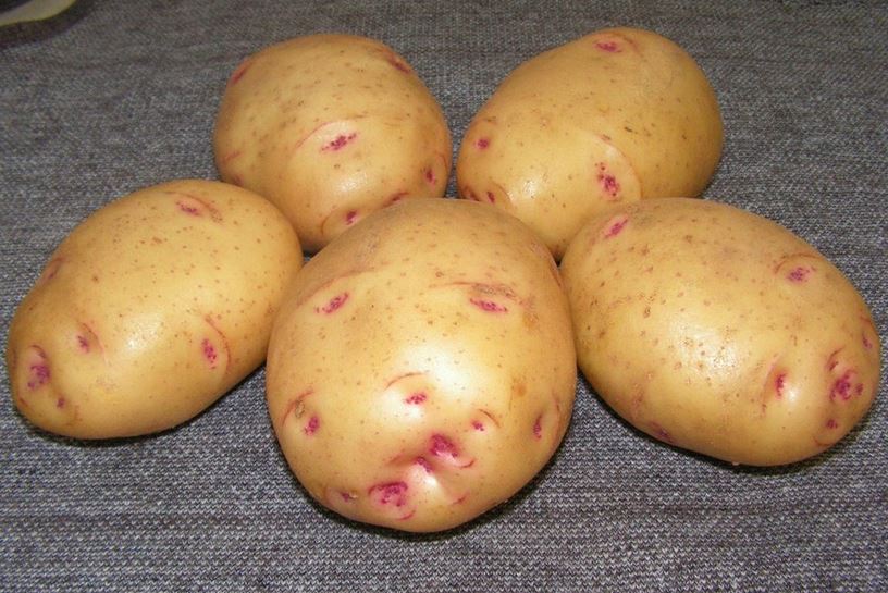The best potato varieties for central Russia