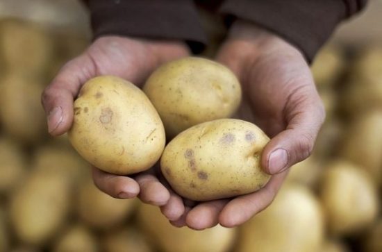 Belarusian potato varieties: features, descriptions with photos, characteristics of varieties