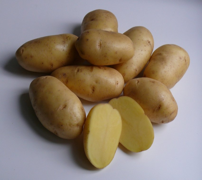 Belarusian potato varieties: features, descriptions with photos, characteristics of varieties