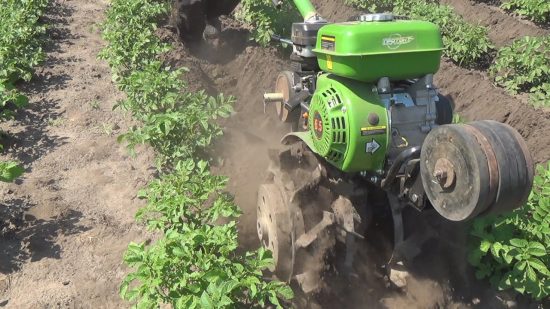 How to properly spud potatoes with a walk-behind tractor and a cultivator: tips