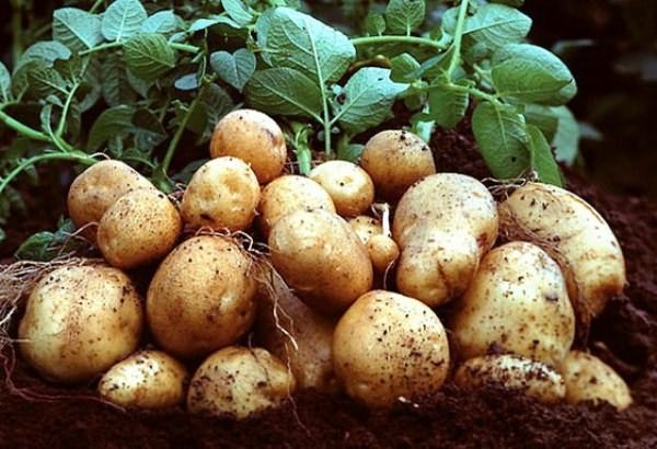 Foliar dressing of potatoes for a good harvest