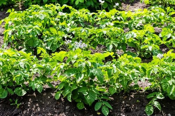 Top dressing potatoes through the leaves