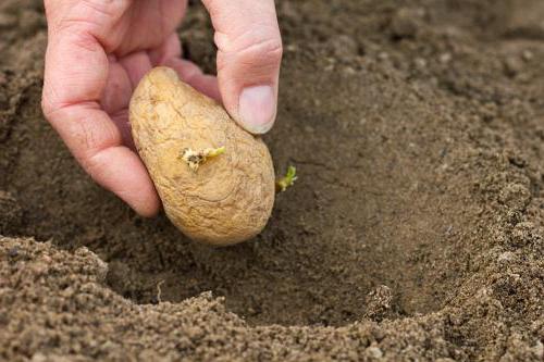how to fertilize potatoes when planting in a hole