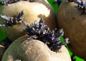 Photo of sprouting potato tubers before planting, farmer-online.com