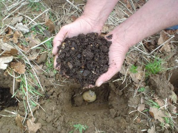 how to fertilize potatoes when planting