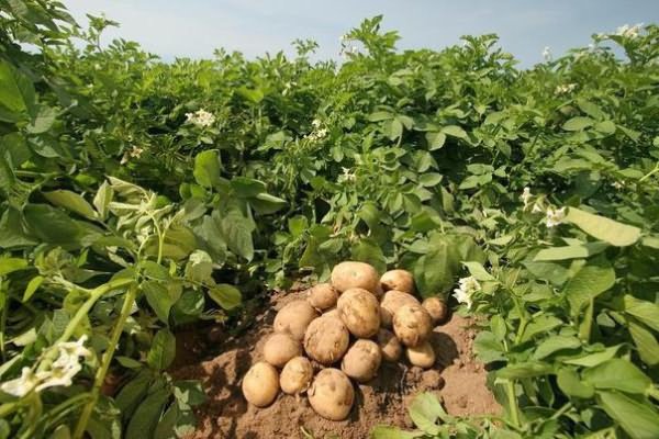 how can you fertilize potatoes when planting