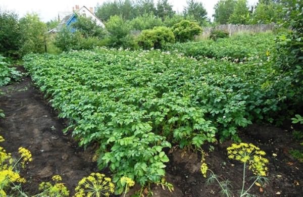 Growing potatoes on the site