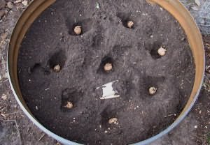 In the photo - planting potatoes in a barrel, econetfarmer-online.com