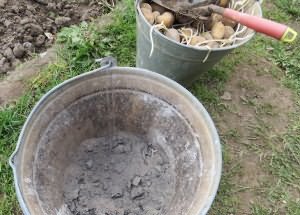In the photo - ash for feeding potatoes, orchardofarmer-online.com