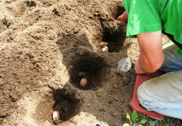 Planting potatoes in holes