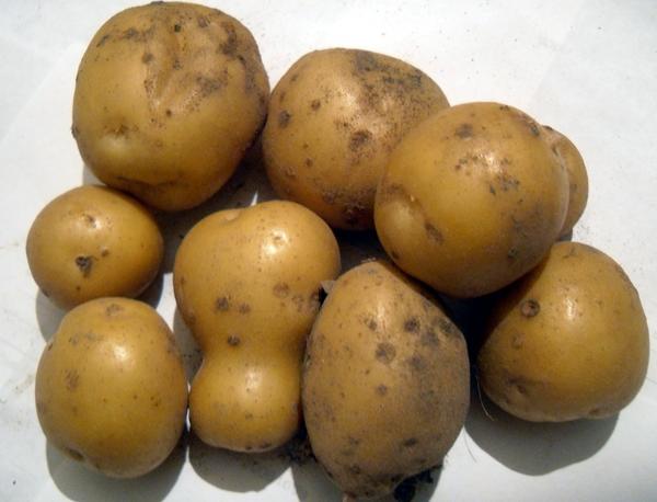 Young potato