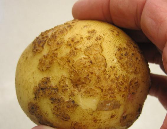 Potato varieties photo