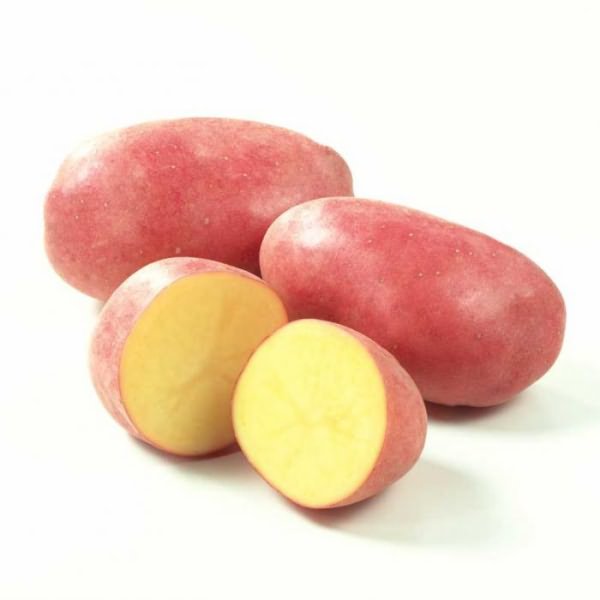 Red potato varieties