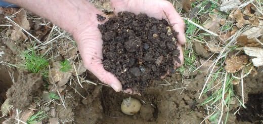 Fertilizer for planting potatoes, bp.blogspot.com