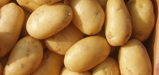 We grow potatoes, agriculturesource.com
