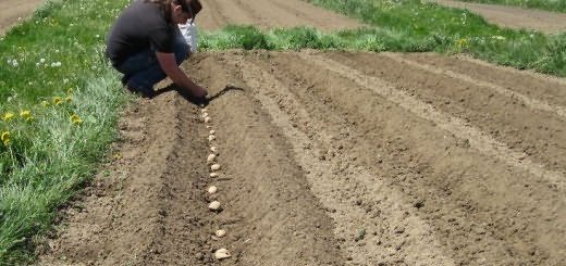 Planting potatoes, talesfromthetruckpatch.wordpress.com