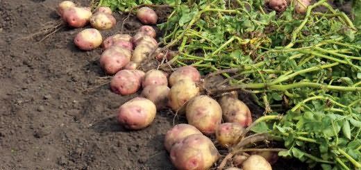 Bigger Potato Yield, cdn.phys.org