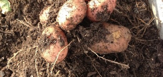 Healthy Potato Harvest, redwheelbarrowplants.wordpress.com