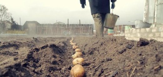 How to plant potatoes according to Meatlider, board.lutsk.ua