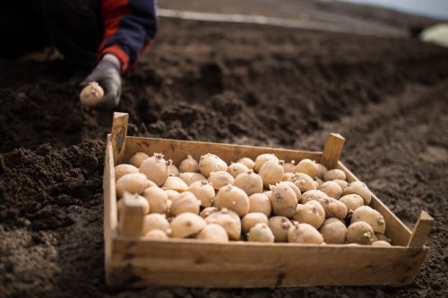 When can you plant potatoes in May 2021 by lunar phases