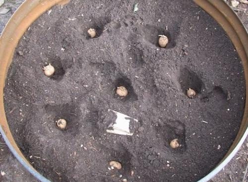 photo of potatoes planted in a barrel
