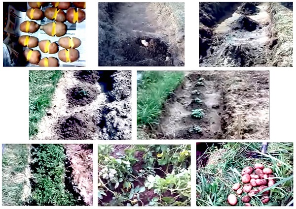 photo of growing potatoes in Chinese