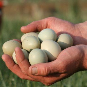 The advantages of pheasant eggs