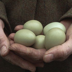 Useful properties of pheasant eggs