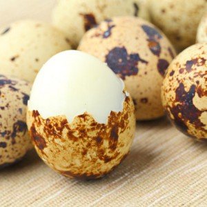 Quail eggs do not contain salmonella